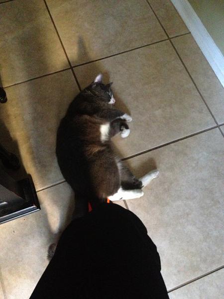 The TMS Cat Thread!-image-894736311.jpg