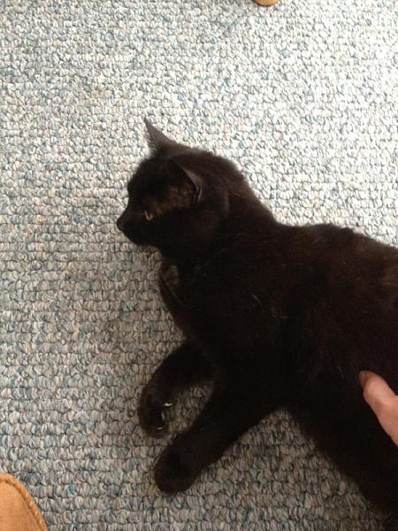 The TMS Cat Thread!-image-907449787.jpg