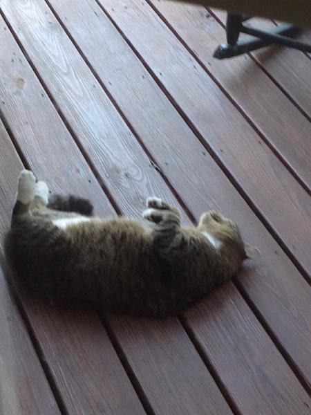 The TMS Cat Thread!-image-2707823684.jpg