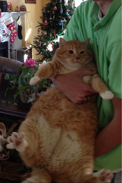 The TMS Cat Thread!-image-3326861611.jpg