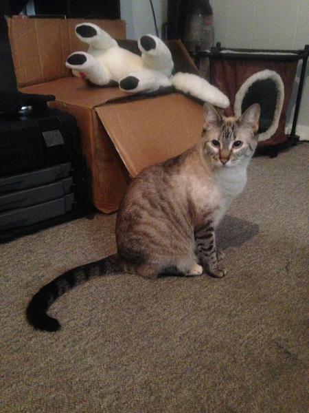 The TMS Cat Thread!-image-261910050.jpg