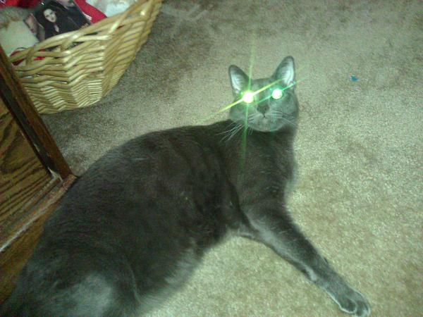 The TMS Cat Thread!-wp_004703.jpg