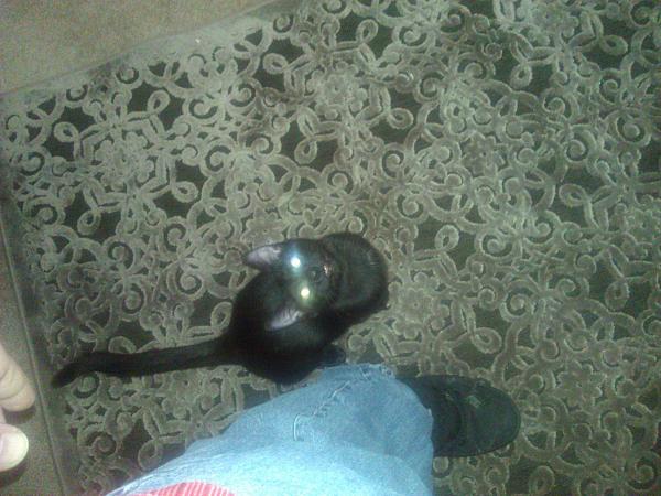 The TMS Cat Thread!-wp_004658.jpg