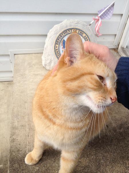 The TMS Cat Thread!-image-2559824816.jpg