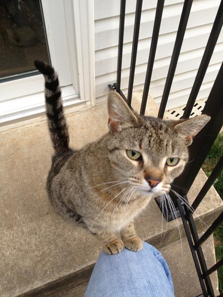 The TMS Cat Thread!-image-3888752124.jpg