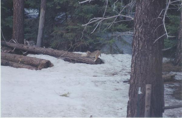 The TMS Cat Thread!-bobcat.1.jpg