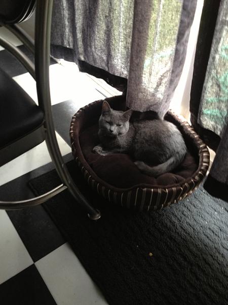 The TMS Cat Thread!-image-878777686.jpg