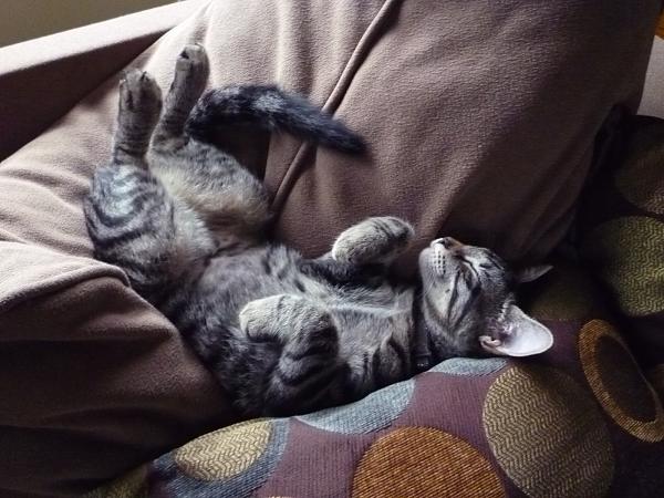 The TMS Cat Thread!-jazelope.jpg