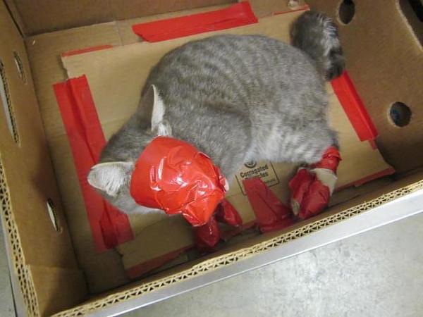 The TMS Cat Thread!-image-544403073.jpg