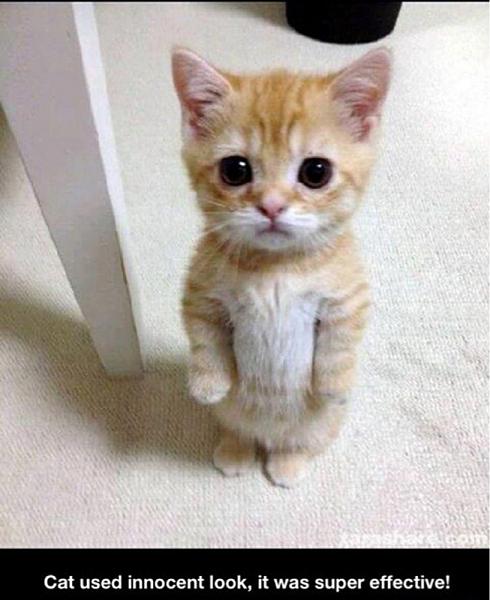 The TMS Cat Thread!-image-2321665581.jpg