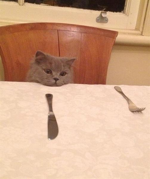 The TMS Cat Thread!-image-1582699610.jpg