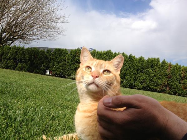 The TMS Cat Thread!-image-2196754740.jpg