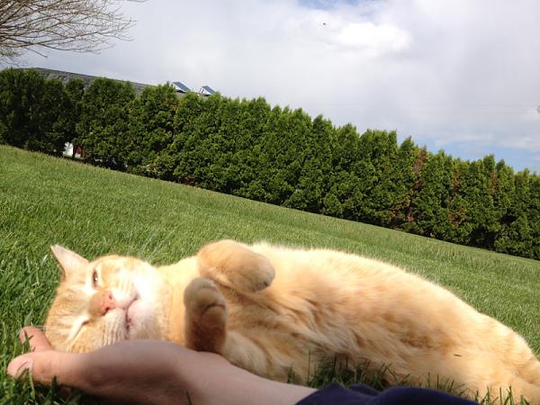 The TMS Cat Thread!-image-2177529805.jpg