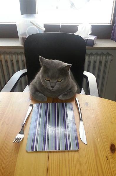 The TMS Cat Thread!-image-650267084.jpg