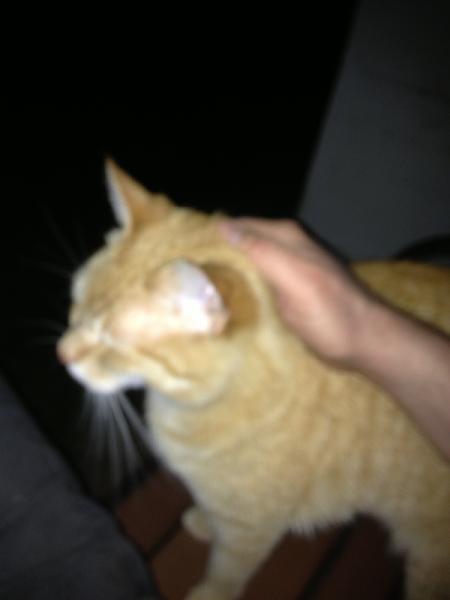 The TMS Cat Thread!-image-3140293771.jpg