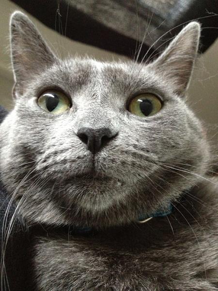 The TMS Cat Thread!-image-2825478448.jpg