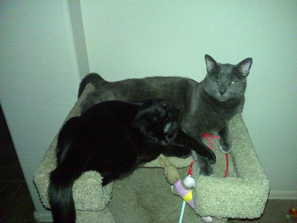 The TMS Cat Thread!-wp_004898.jpg