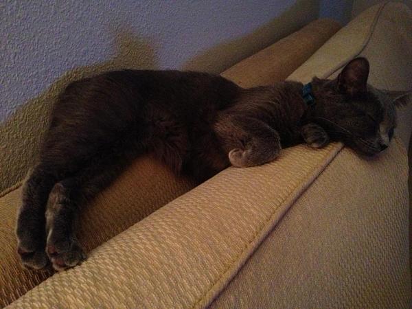 The TMS Cat Thread!-image-2695220490.jpg