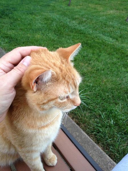 The TMS Cat Thread!-image-1912653979.jpg