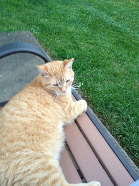 The TMS Cat Thread!-image-2672338456.jpg