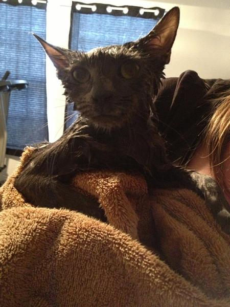 The TMS Cat Thread!-image-1316333010.jpg