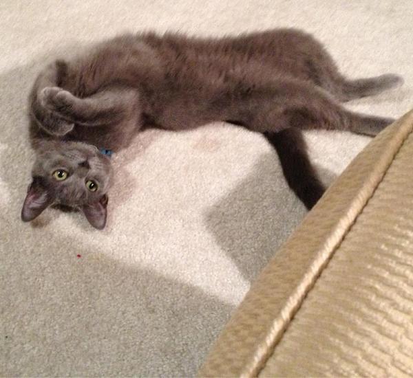 The TMS Cat Thread!-image-864603511.jpg