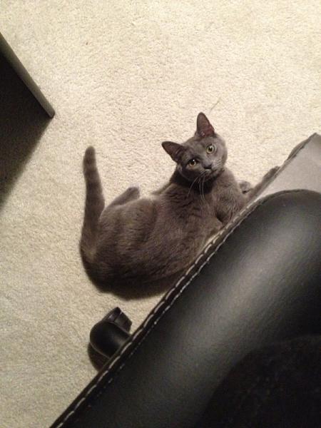 The TMS Cat Thread!-image-695356077.jpg