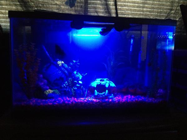 Aquariums Anyone?-image-3676167567.jpg