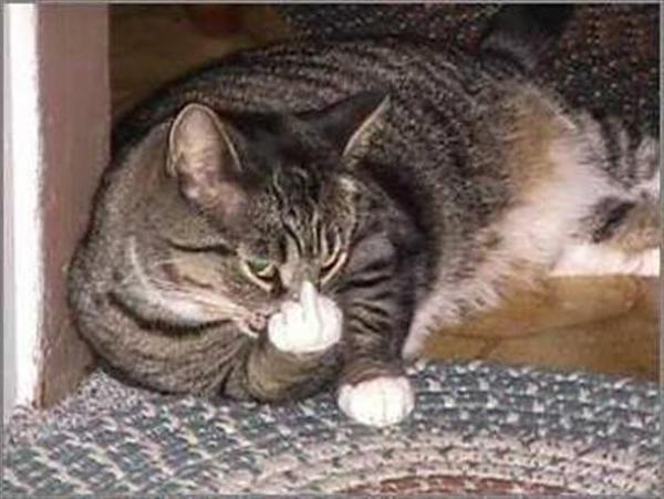 The TMS Cat Thread!-image-1234385662.jpg