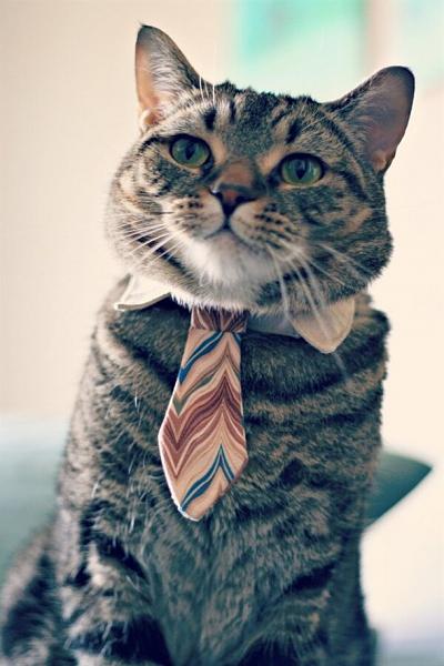 The TMS Cat Thread!-image-3630764957.jpg