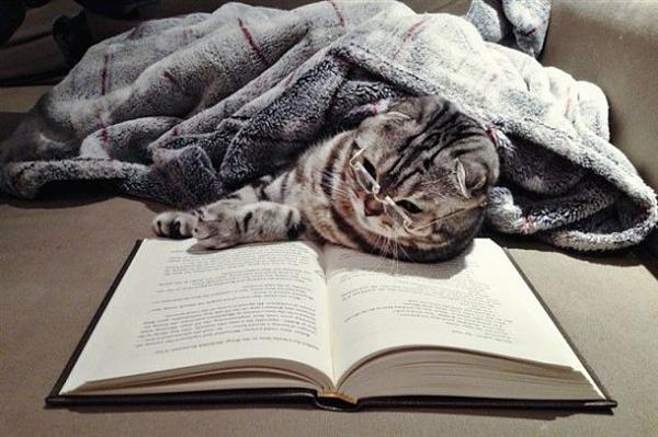 The TMS Cat Thread!-image-1329684805.jpg