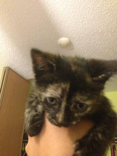 The TMS Cat Thread!-image-2406738809.jpg