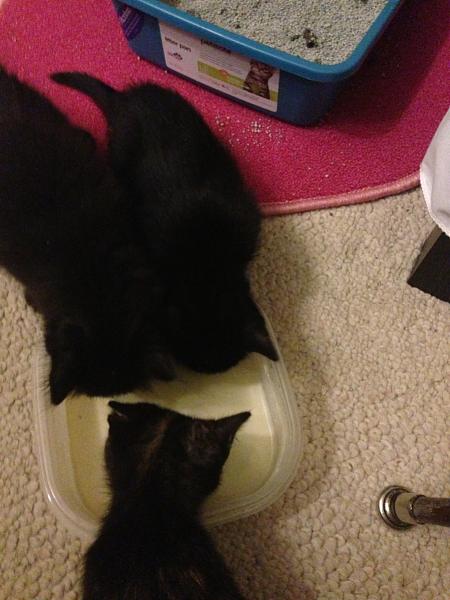 The TMS Cat Thread!-image-2939204251.jpg