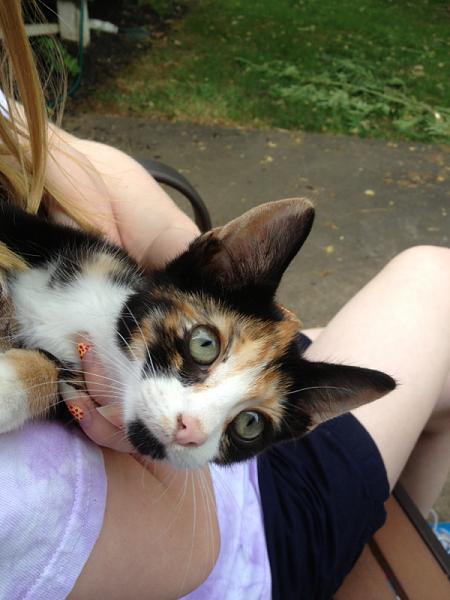 The TMS Cat Thread!-image-1591111677.jpg