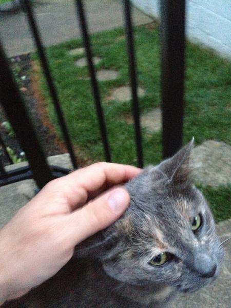 The TMS Cat Thread!-image-684360481.jpg