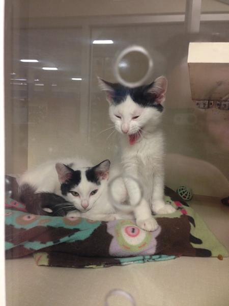 The TMS Cat Thread!-image-4192030017.jpg