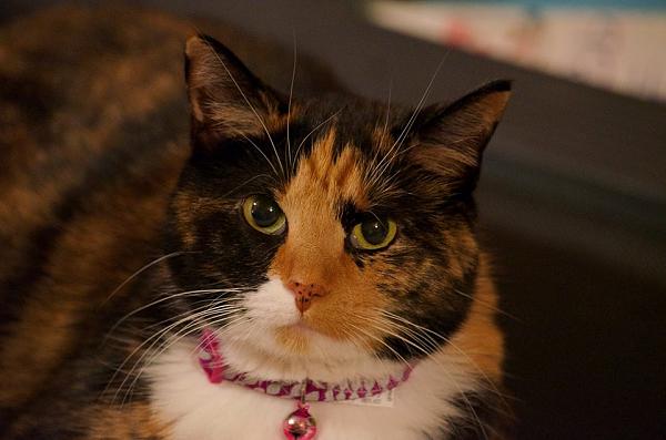 The TMS Cat Thread!-1173875_680499408645071_2001935346_n.jpg