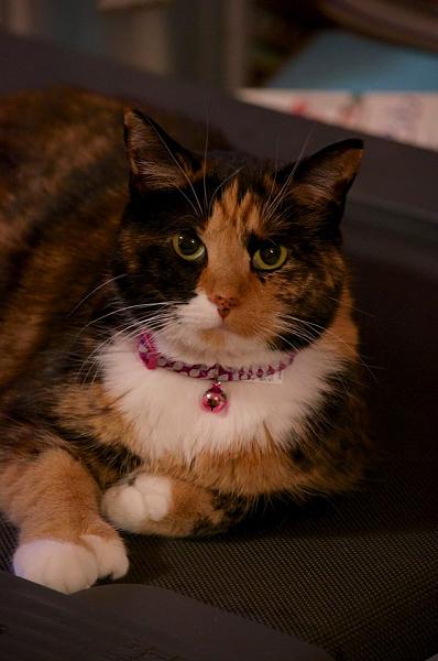 The TMS Cat Thread!-1186233_680504585311220_328931620_n.jpg