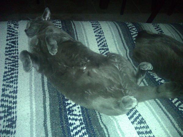 The TMS Cat Thread!-wp_005462.jpg