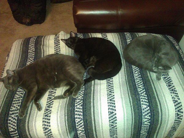 The TMS Cat Thread!-wp_005458.jpg