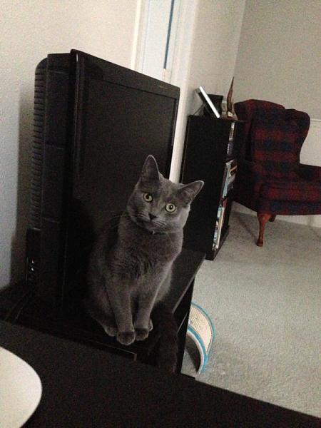 The TMS Cat Thread!-image-59544717.jpg