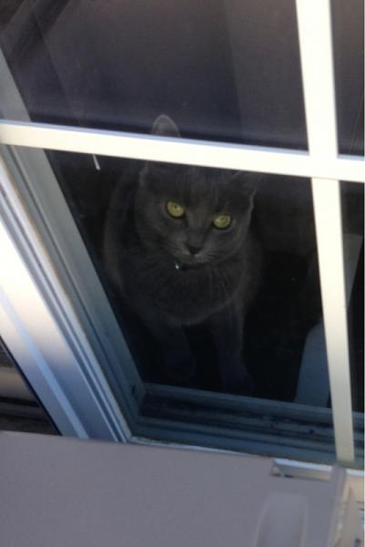 The TMS Cat Thread!-image-4147365553.jpg