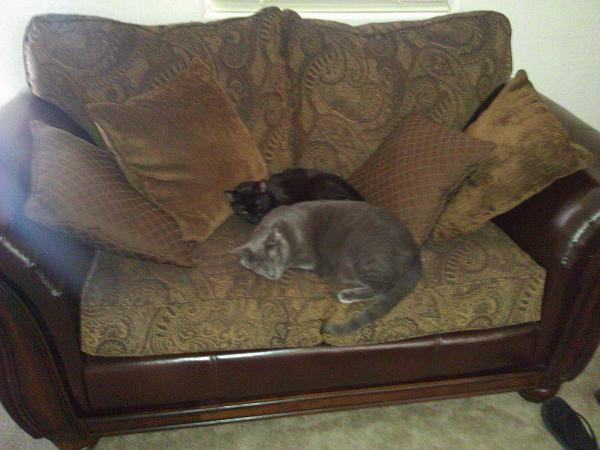 The TMS Cat Thread!-wp_005643.jpg