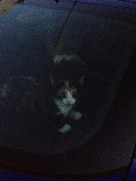 The TMS Cat Thread!-image-2722534934.jpg