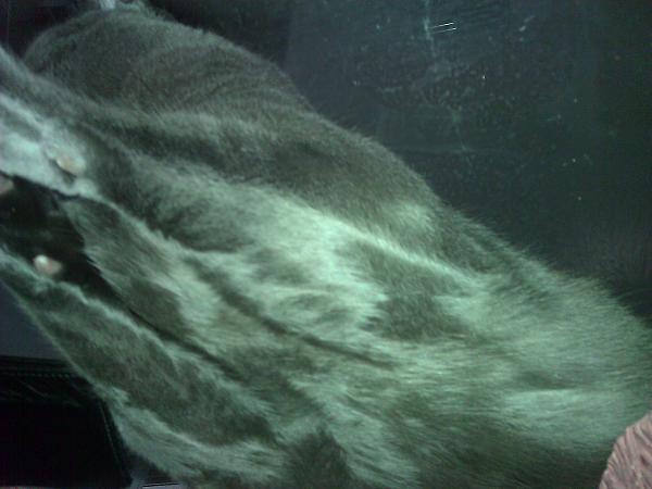 The TMS Cat Thread!-wp_005715.jpg