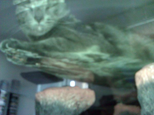 The TMS Cat Thread!-wp_005714.jpg