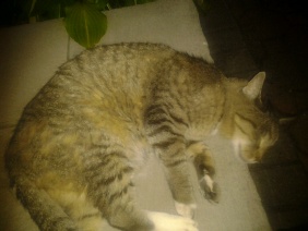 Name:  ForumRunner_20131016_211221.jpg
Views: 95
Size:  21.0 KB