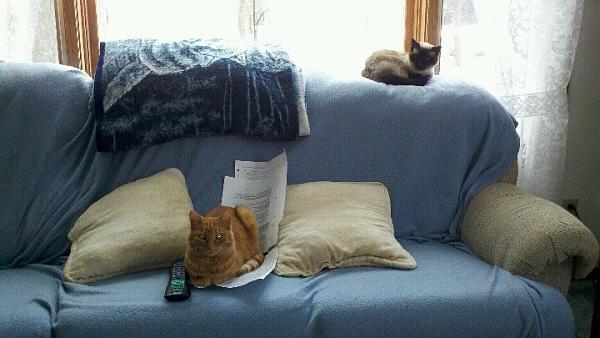 The TMS Cat Thread!-cats.jpg