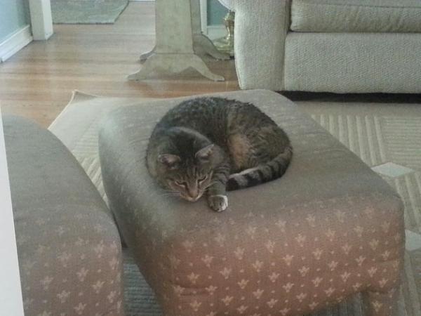 The TMS Cat Thread!-20131130_093307.jpg