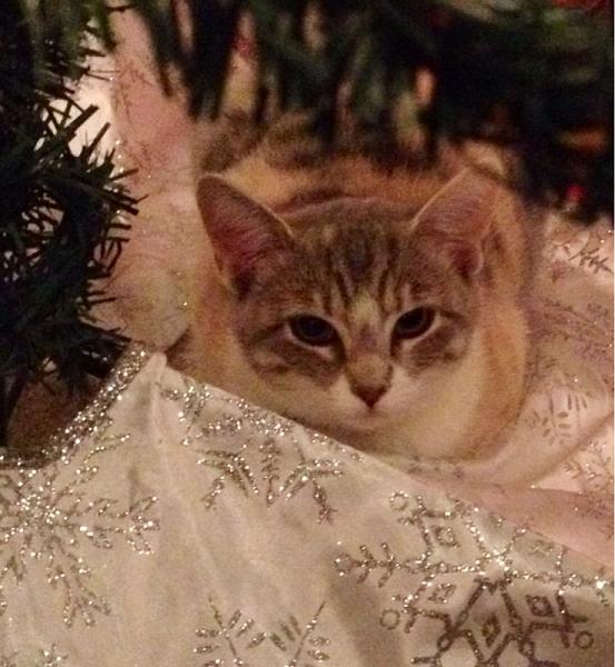 The TMS Cat Thread!-image-2072463653.jpg